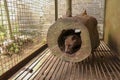 Cute Asian palm civet lying in hole in tree trunk.. Civet cat portrait closeup Paradoxurus hermaphroditus produces Kopi luwak. Arc Royalty Free Stock Photo